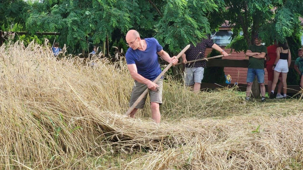 żniwa w tomaszewie