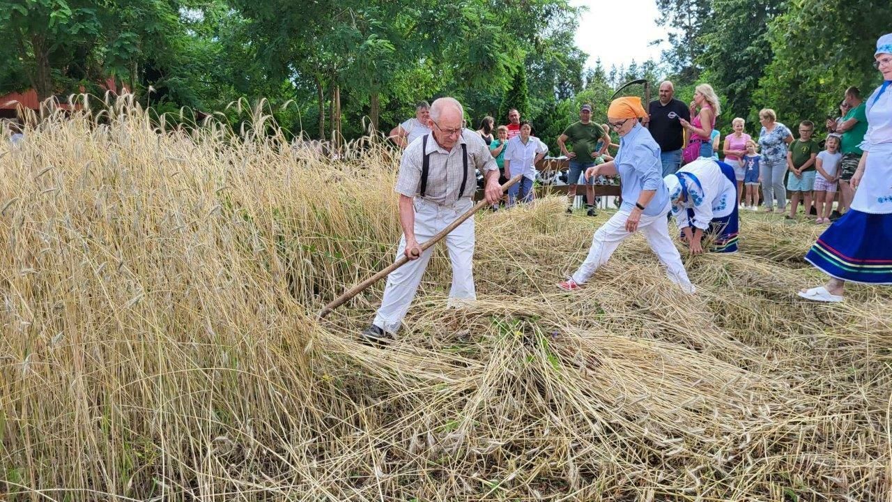 żniwa w tomaszewie