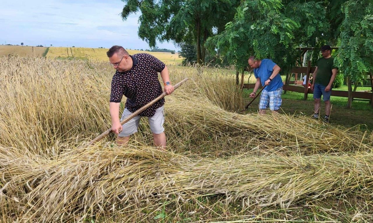 żniwa w tomaszewie